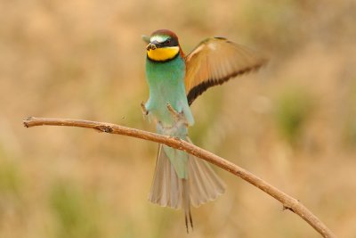 European Bee-eater - שרקרק מצוי - Merops apiaster