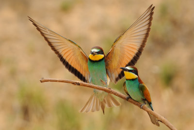 European Bee-eater - שרקרק מצוי - Merops apiaster