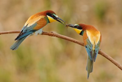 European Bee-eater - שרקרק מצוי - Merops apiaster