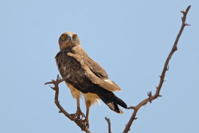 Short-toed Eagle - חיוויאי - Circaetus gallicus