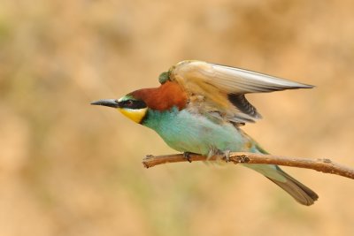 European Bee-eater - שרקרק מצוי - Merops apiaster