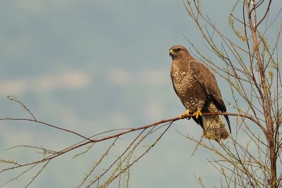 Common Buzzard - עקב חורף - Buteo buteo