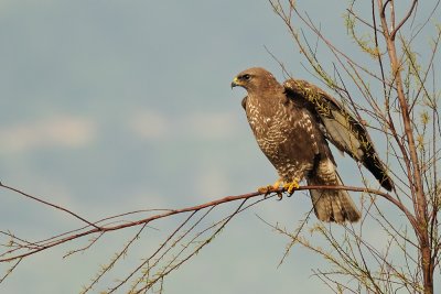 Common Buzzard - עקב חורף - Buteo buteo