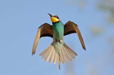 European Bee-eater - שרקרק מצוי - Merops apiaster