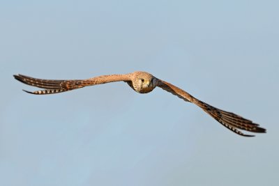 Common Kestrel - בז מצוי - Falco tinnunculus