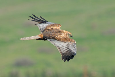 Marsh Harrier - זרון סוף - Circus aeruginosus