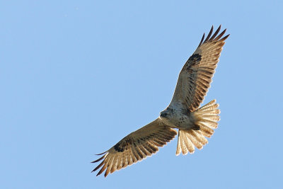 Long-legged Buzzard - עקב עיטי - Buteo rufinus