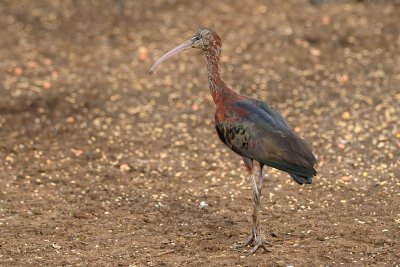 Glossy Ibis - מגלן חום - Plegadis falcinellus