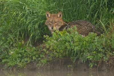 Golden Jackal - תן זהוב - Canis aureus