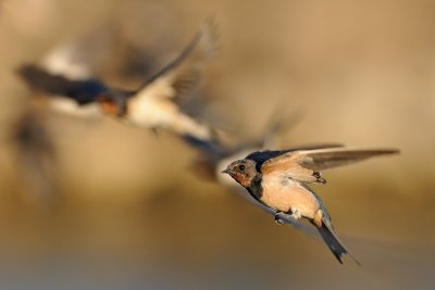 Barn Swallow - סנונית הרפתות