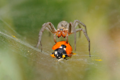 Spider and Beetle - עכביש וחיפושית