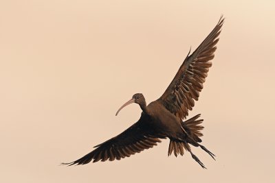 Glossy Ibis - מגלן חום - Plegadis falcinellus
