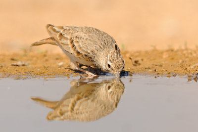 Crested Lark - עפרוני מצויץ - Galerida cristata