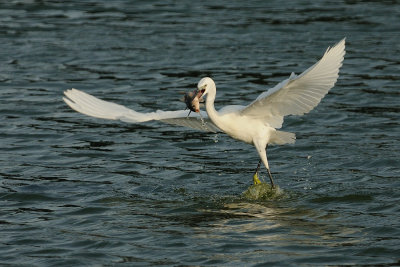 Little Egret - לבנית קטנה - Egretta grazetta