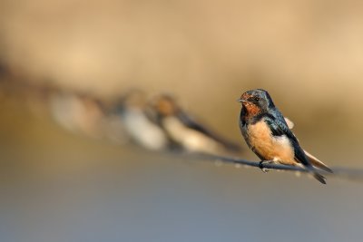 Barn Swallow - סנונית הרפתות