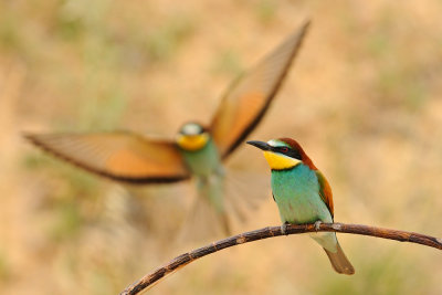 European Bee-eater - שרקרק מצוי - Merops apiaster