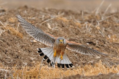 Common Kestrel - בז מצוי - Falco tinnunculus