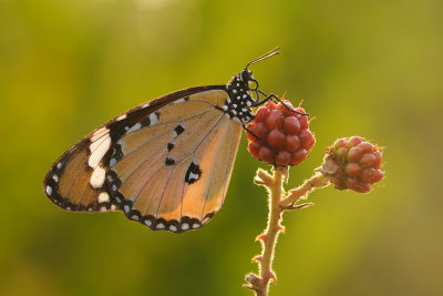 Plain Tiger - דנאית הדורה - Danaus chrysippus