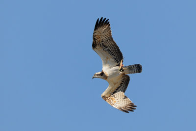 Osprey - שלך - Pandion haliaetus