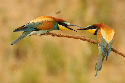 European Bee-eater - שרקרק מצוי - Merops apiaster