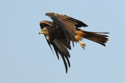 Black Kite - דיה שחורה - Milvus migrans