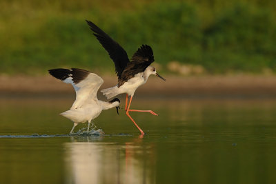 Avocet vs. Stilt - סיפן נגד תמירון