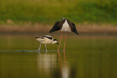 Avocet vs. Stilt - סיפן נגד תמירון