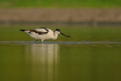 Pied Avocet - סיפן עקוד - Recurvirostra avosetta