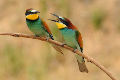 European Bee-eater - שרקרק מצוי - Merops apiaster