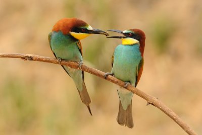 European Bee-eater - שרקרק מצוי - Merops apiaster