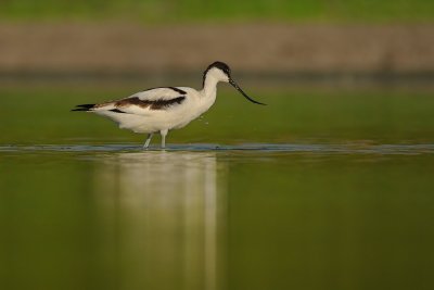 Pied Avocet - סיפן עקוד - Recurvirostra avosetta