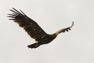 Greater Spotted Eagle - עיט צפרדעים - Aquila clanga