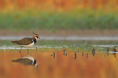 Lapwing- קיווית מצויצת -Vanellus vanellus