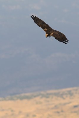 Marsh Harrier - זרון סוף - Circus aeruginosus