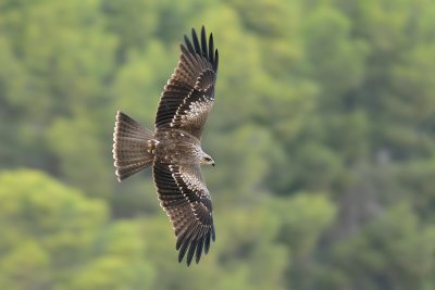 Black Kite - דיה שחורה - Milvus migrans