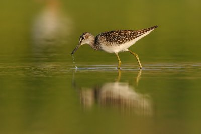 Wood Sandpiper- ביצנית מנומרת