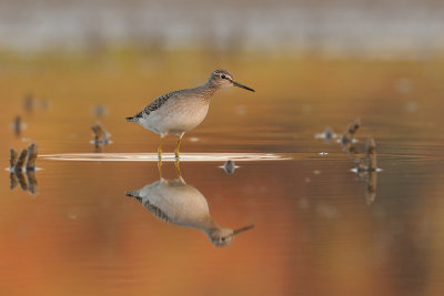 Wood Sandpiper- ביצנית מנומרת