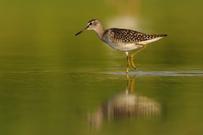 Wood Sandpiper- ביצנית מנומרת