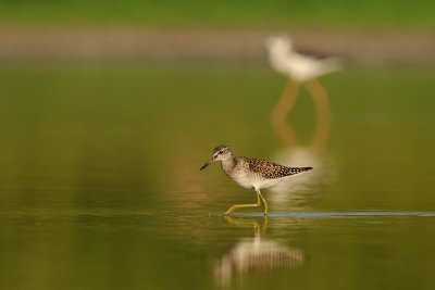 Wood Sandpiper- ביצנית מנומרת