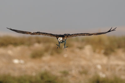 Osprey - שלך - Pandion haliaetus