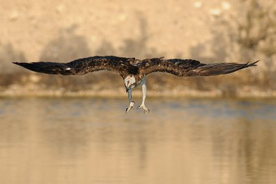 Osprey - שלך - Pandion haliaetus