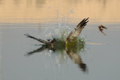 Osprey - שלך - Pandion haliaetus