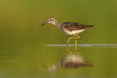 Wood Sandpiper- ביצנית מנומרת