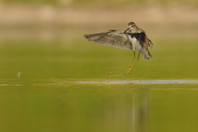 Wood Sandpiper- ביצנית מנומרת