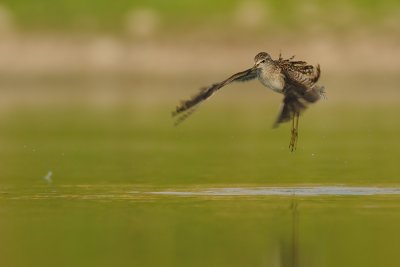 Wood Sandpiper- ביצנית מנומרת