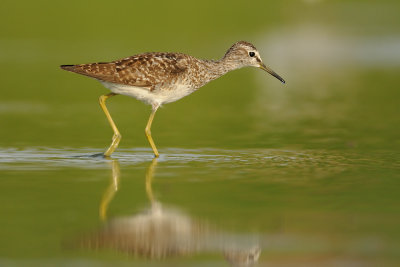 Wood Sandpiper- ביצנית מנומרת