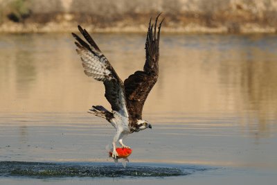 Osprey - שלך - Pandion haliaetus