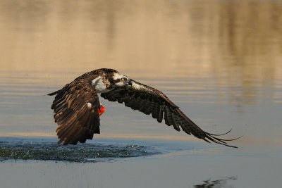  Osprey - שלך -  Pandion haliaetus  