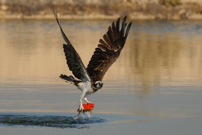 Osprey - שלך - Pandion haliaetus