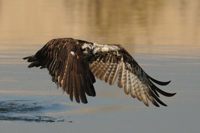 Osprey - שלך - Pandion haliaetus